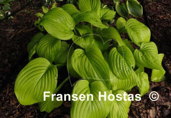 Hosta Sun Bouquet